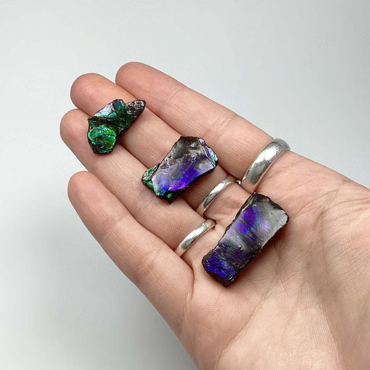 Ammolite Specimen at $39 Each