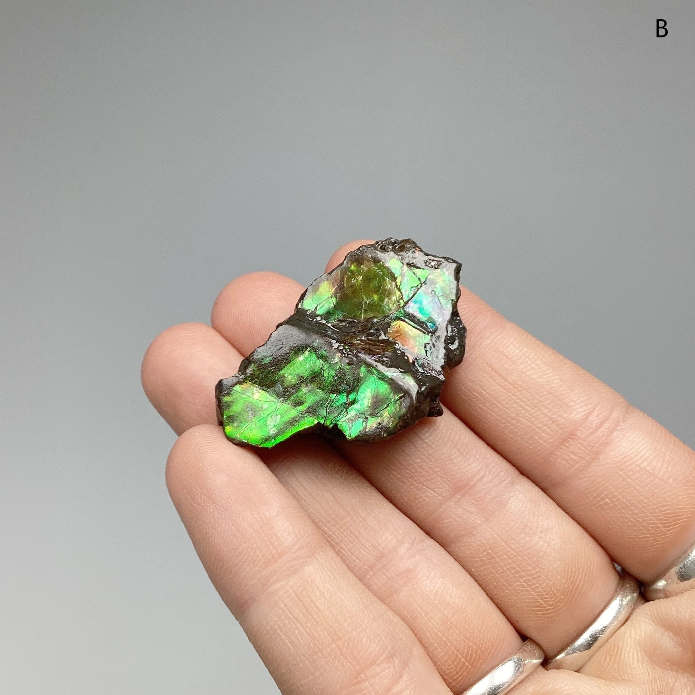 Ammolite Specimen at $69 Each