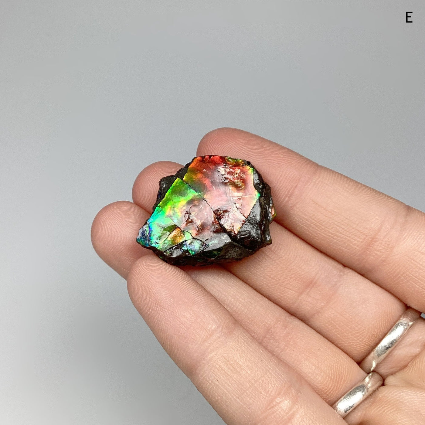 Ammolite Specimen at $75 Each