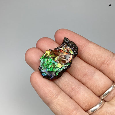 Ammolite Specimen at $75 Each