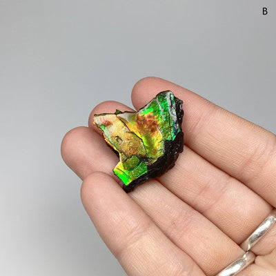 Ammolite Specimen at $75 Each