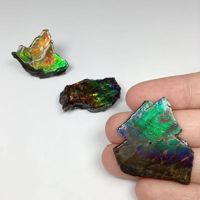 Ammolite Specimen at $75 Each