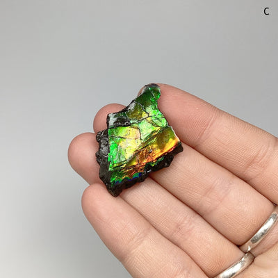 Ammolite Specimen at $75 Each