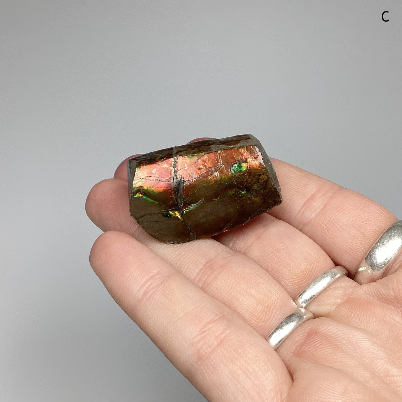 Ammolite Specimen at $79 Each