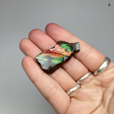 Ammolite Specimen at $79 Each