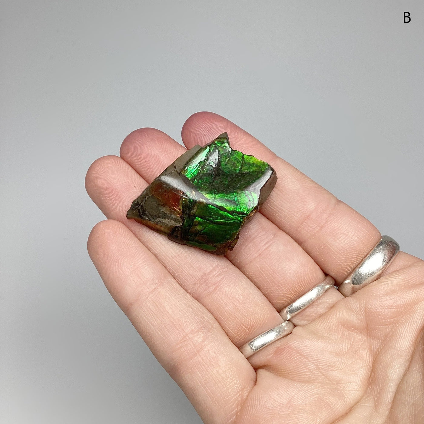 Ammolite Specimen at $79 Each