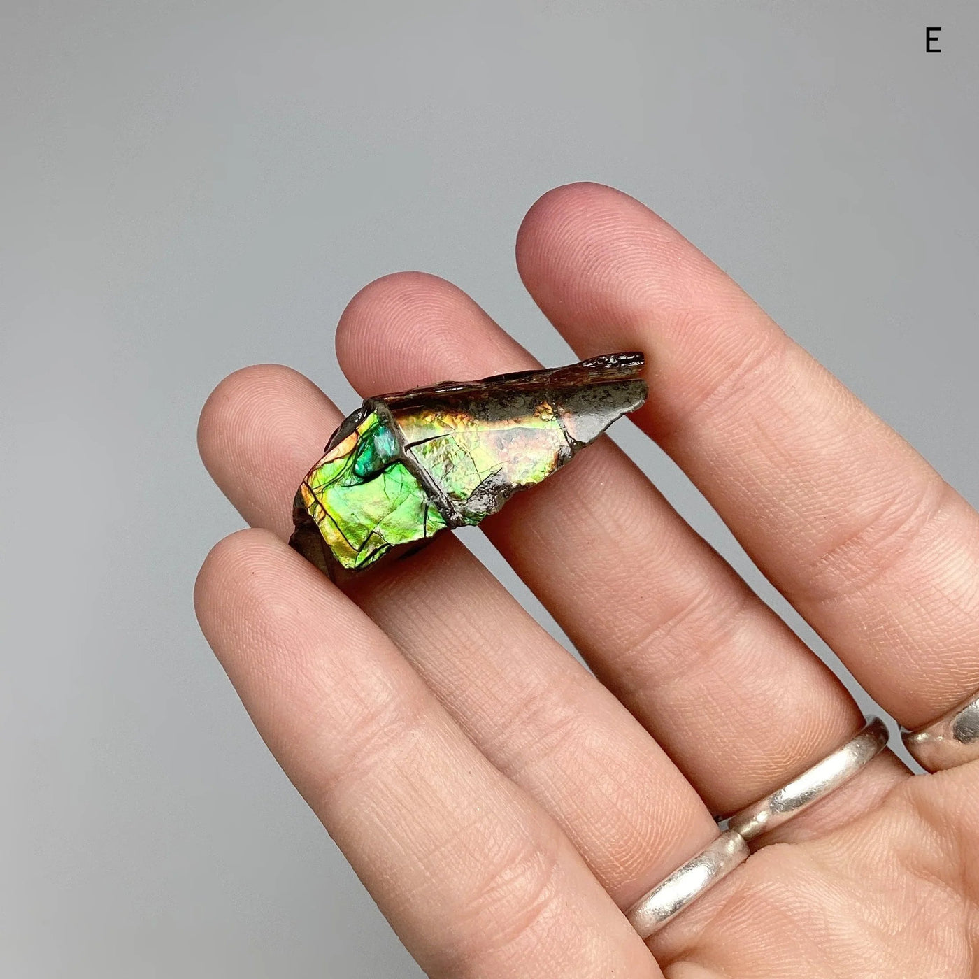 Ammolite Specimen at $79 Each