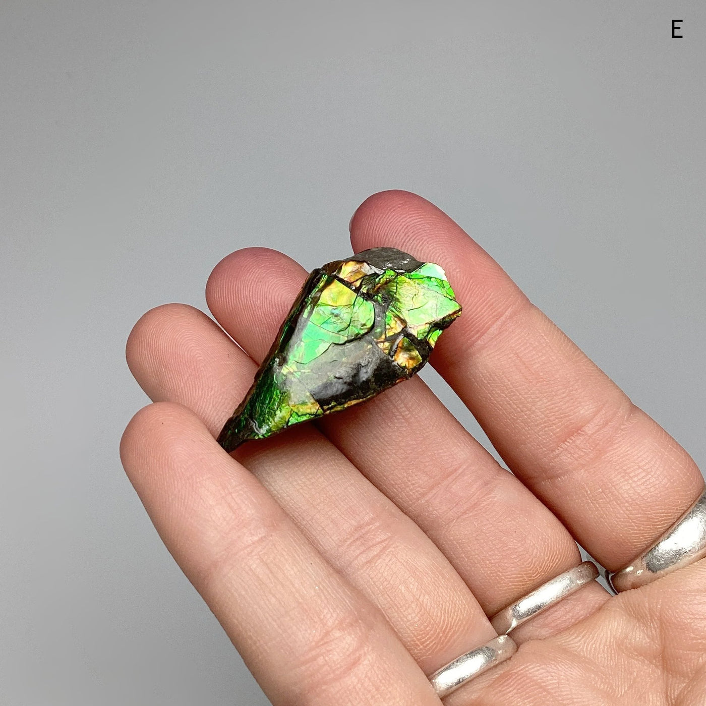 Ammolite Specimen at $79 Each