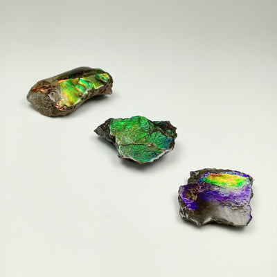 Ammolite Specimen at $89 Each