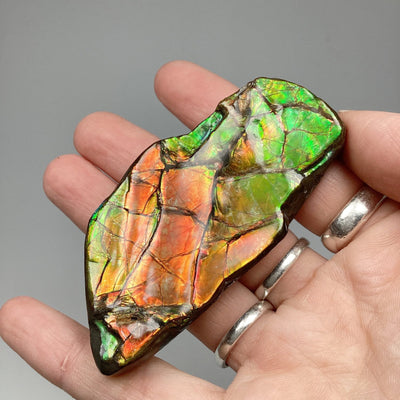 Ammolite Specimen