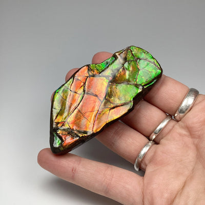 Ammolite Specimen