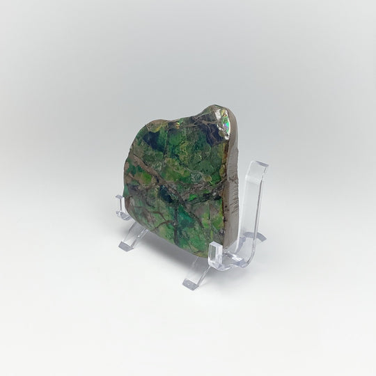 Ammolite Specimen - Rocks and Gems Canada