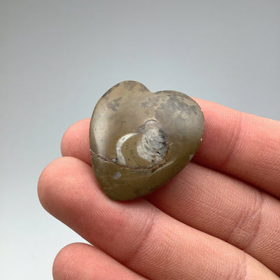 Ammonite Agoniatite Heart