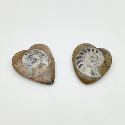 Ammonite Agoniatite Heart