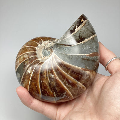 Ammonite Nautilus