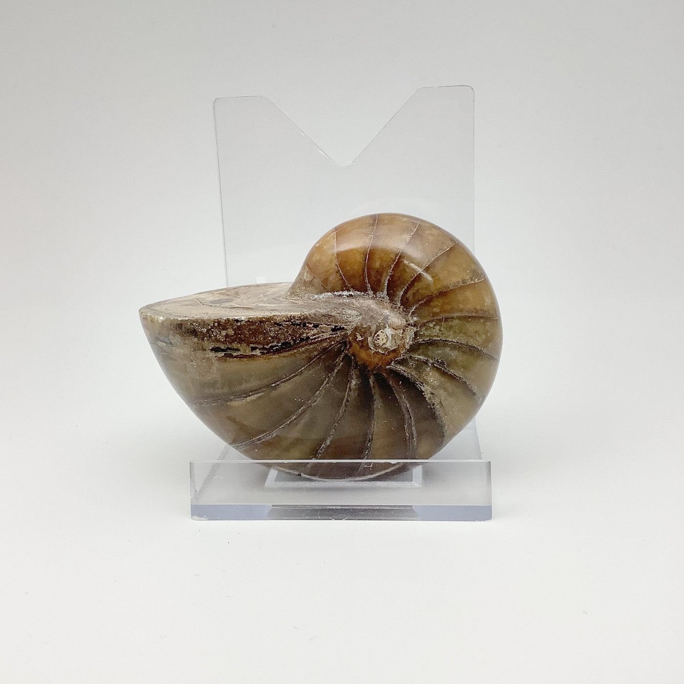 Ammonite Nautilus