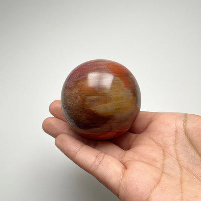 Araucaria Petrified Wood Sphere