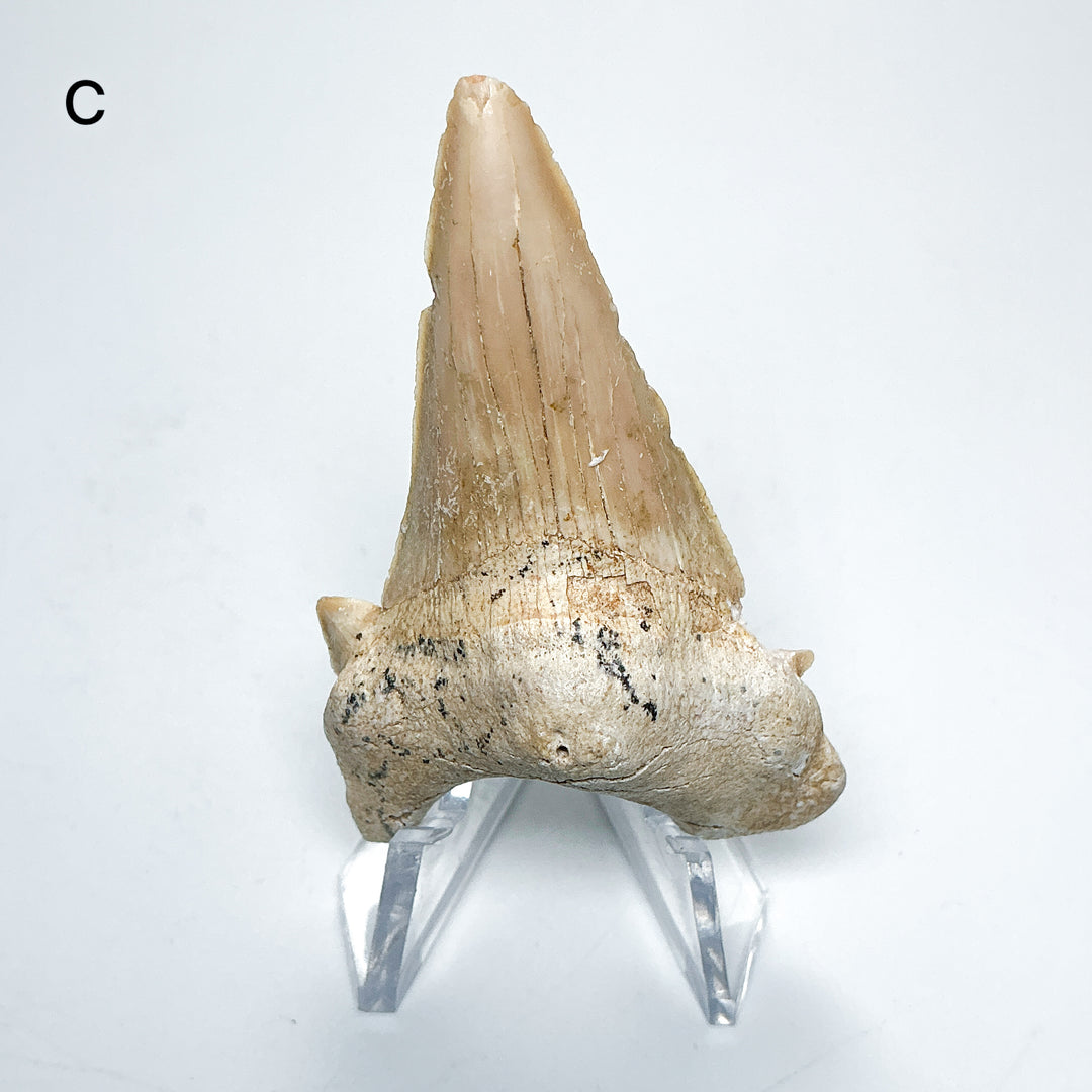 Fossilized Otodus/Lamna Shark Tooth Specimen