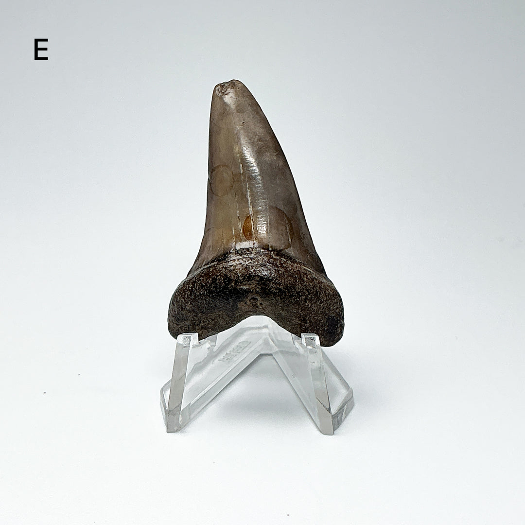 Fossilized Shark Tooth Specimen: Extinct Great White Shark