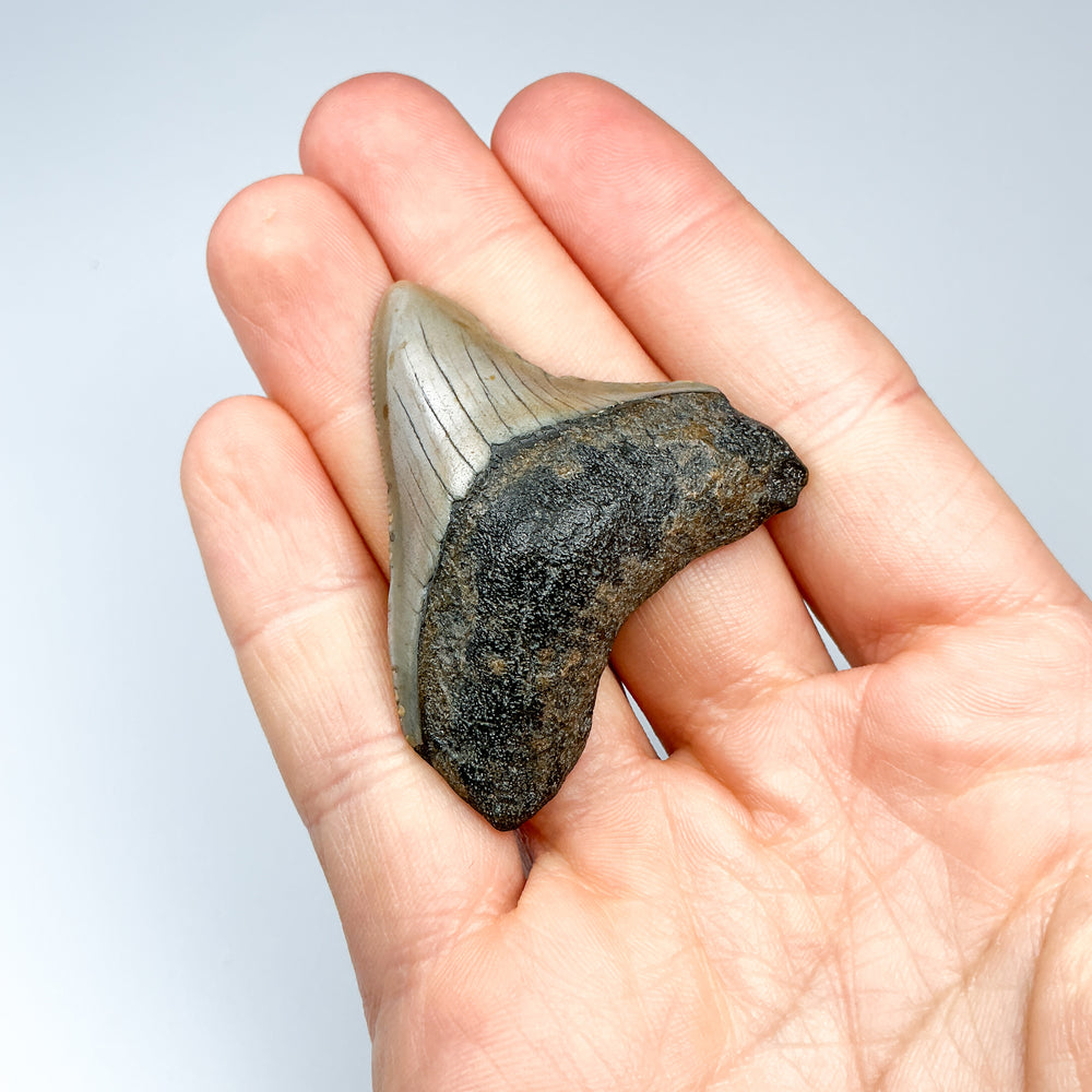 Fossilized Shark Tooth Specimen: Carcharodon Megalodon - Rocks and Gems Canada