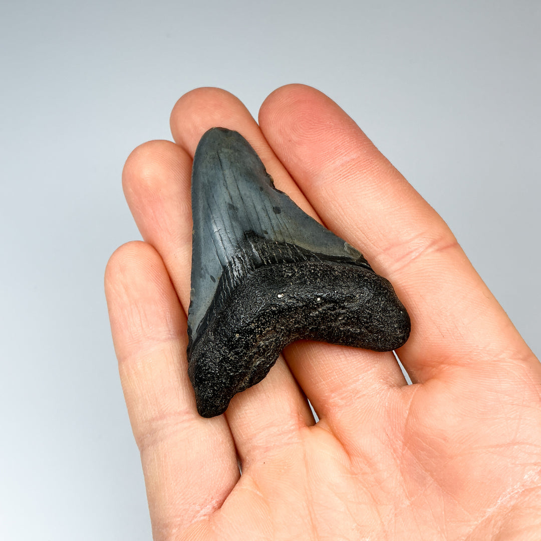 Fossilized Shark Tooth Specimen: Carcharodon Megalodon - Rocks and Gems Canada