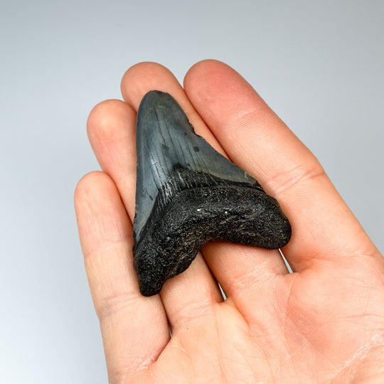 Fossilized Shark Tooth Specimen: Carcharodon Megalodon - Rocks and Gems Canada