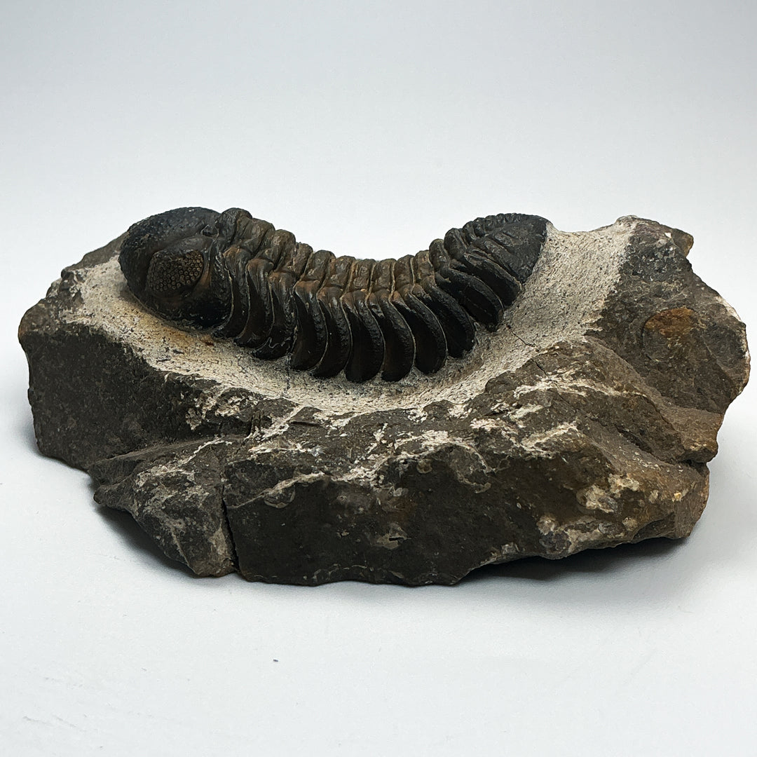 Trilobite Drotops Fossil