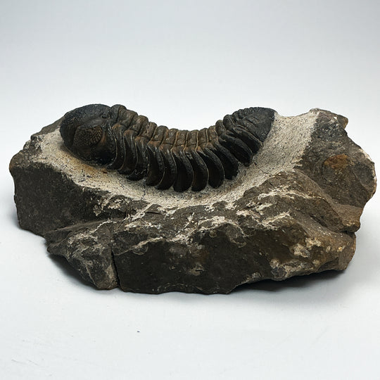 Trilobite Drotops Fossil