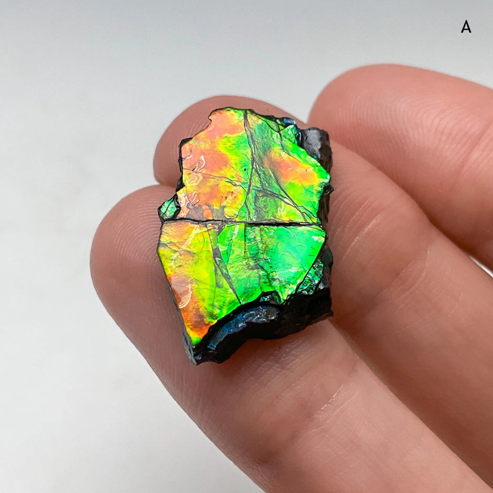 Ammolite Specimen