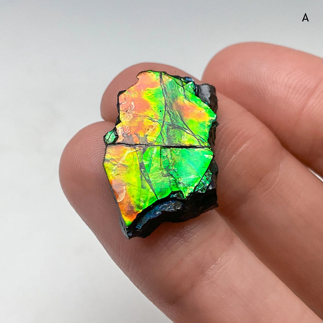 Ammolite Specimen
