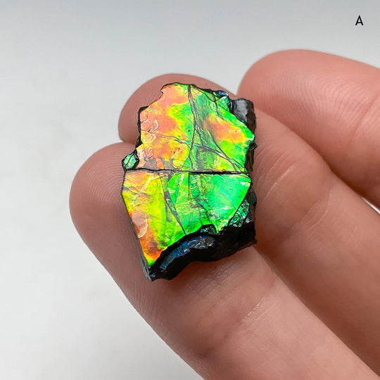 Ammolite Specimen