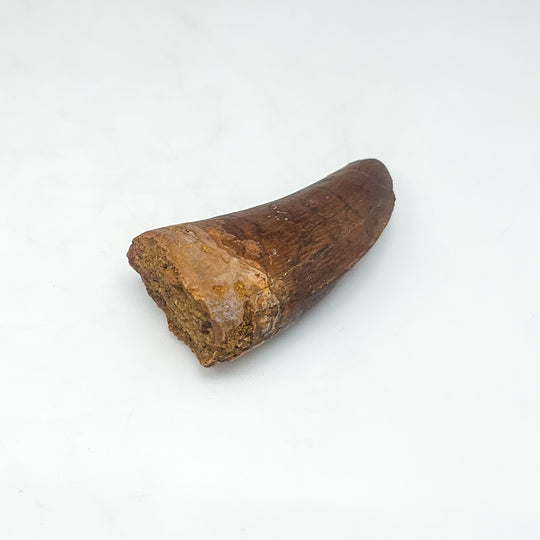 Fossilized Carcharodontosaurus Dinosaur Tooth Specimen