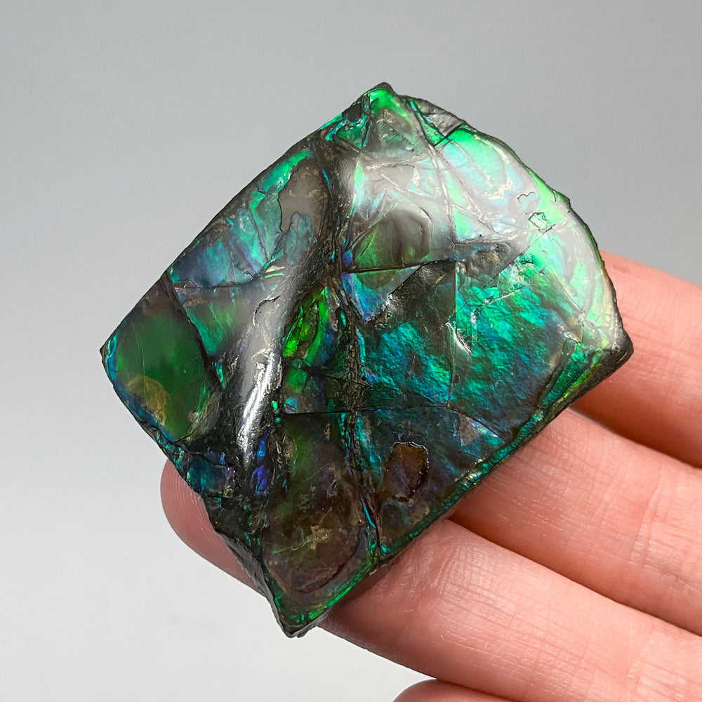 Ammolite Gem Display Box - Rocks and Gems Canada