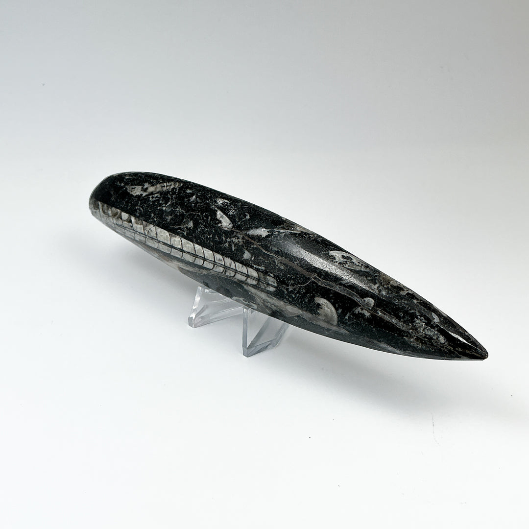 Polished Orthoceras Fossil