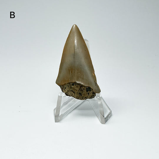 Fossilized Shark Tooth Specimen: Extinct Great White Shark