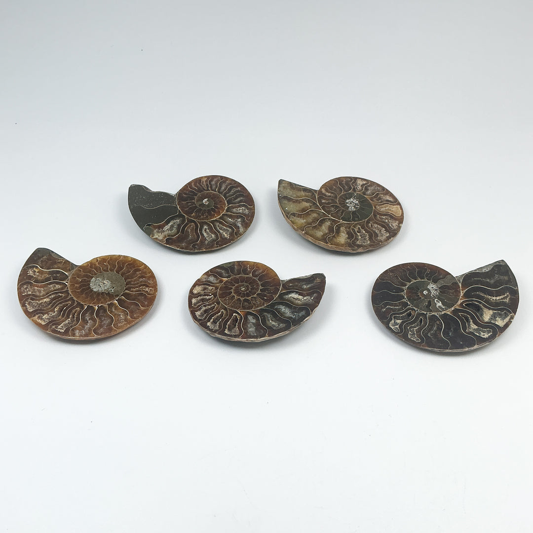 Chambered Ammonite