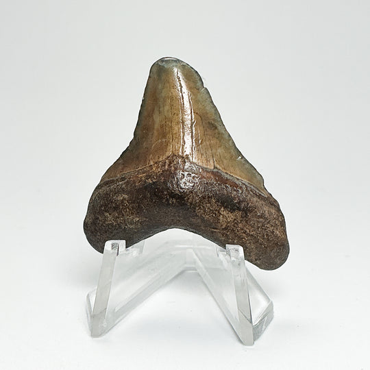 Fossilized Shark Tooth Specimen: Carcharodon Megalodon