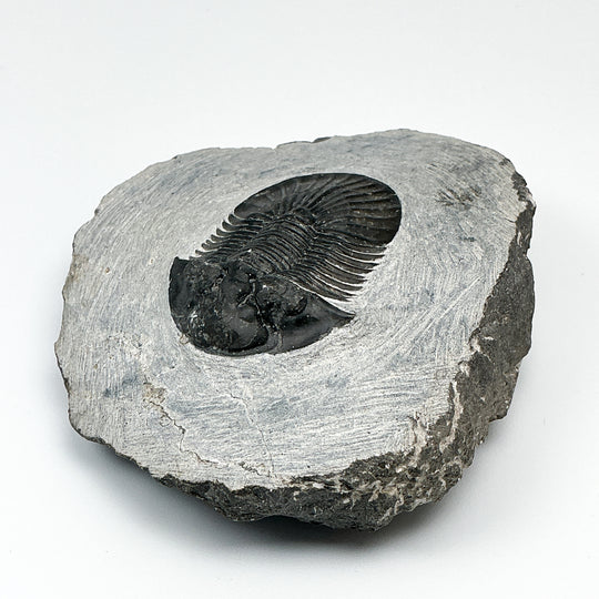 Trilobite Scutellum Fossil
