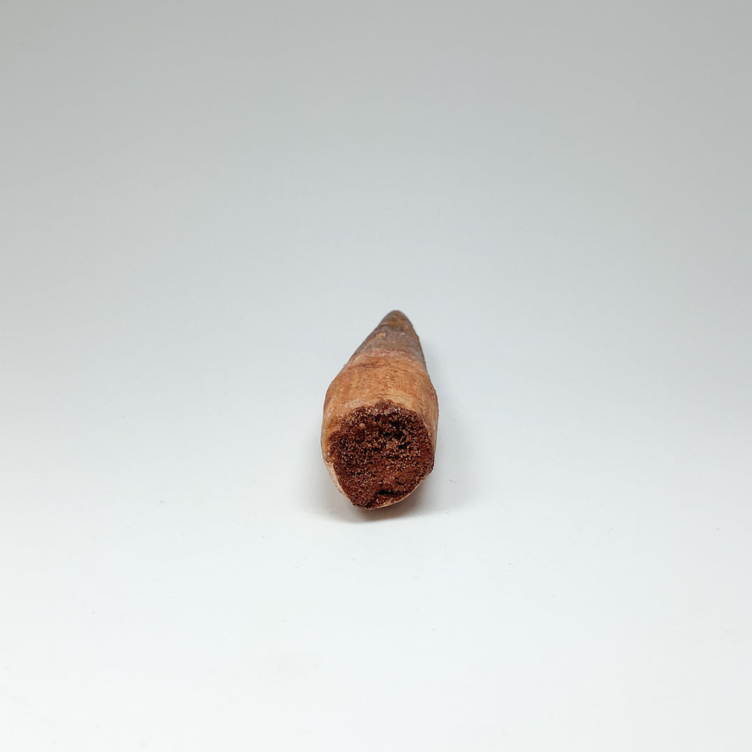 Fossilized Spinosaurus Tooth Specimen - Rocks and Gems Canada