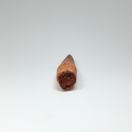 Fossilized Spinosaurus Tooth Specimen - Rocks and Gems Canada