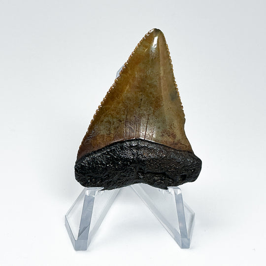 Fossilized Shark Tooth Specimen: Great White Shark