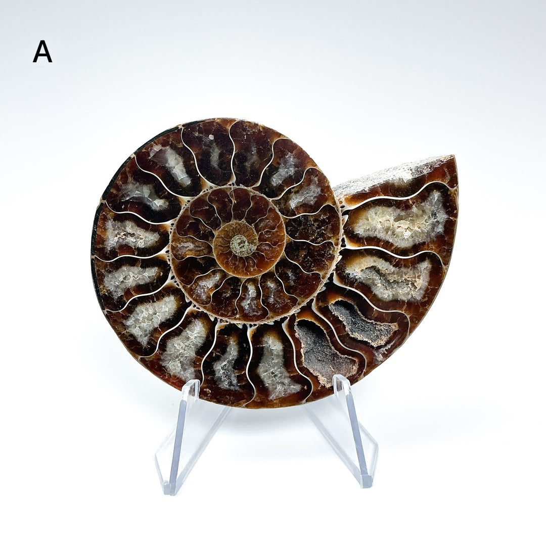 Chambered Ammonite - Rocks and Gems Canada