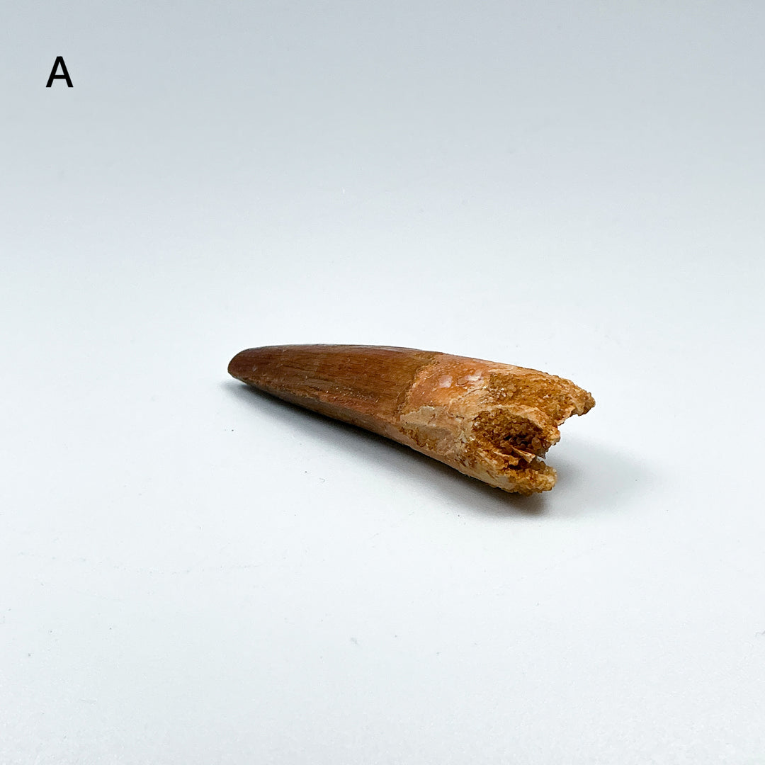 Fossilized Spinosaurus Tooth Specimen