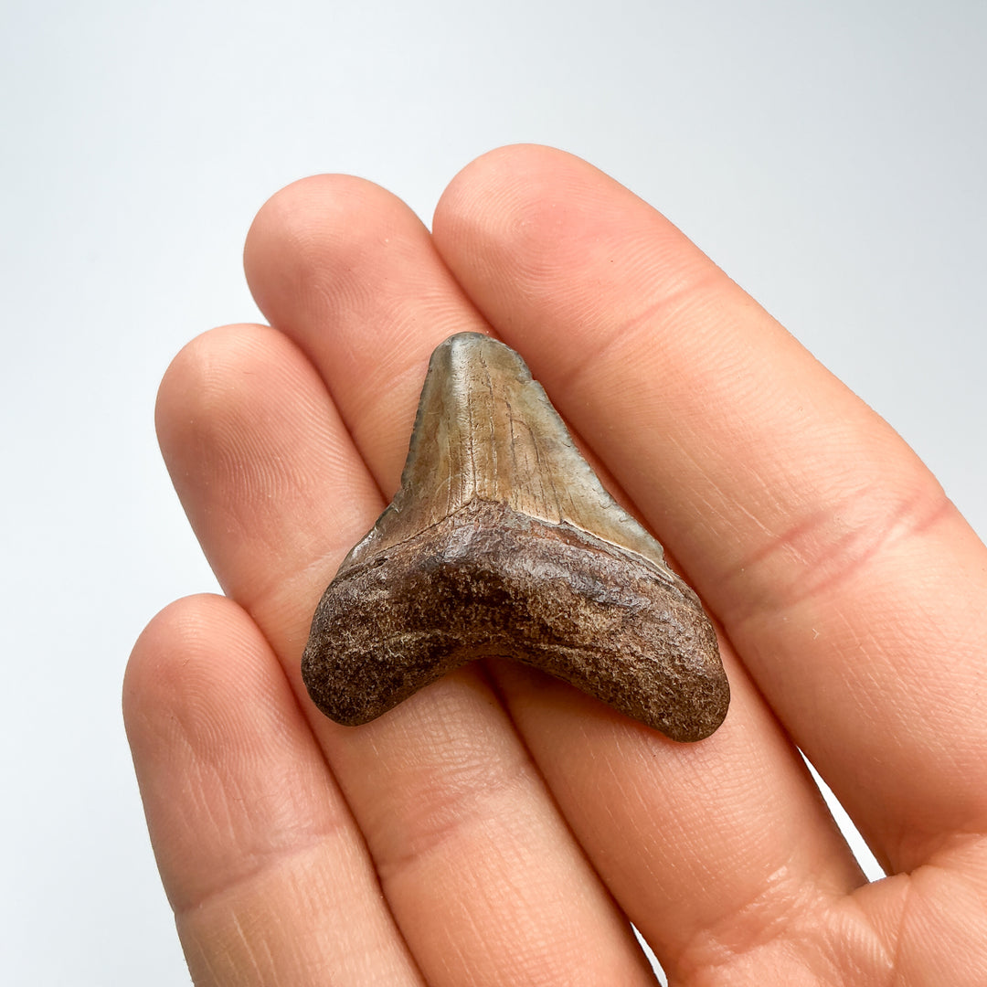 Fossilized Shark Tooth Specimen: Carcharodon Megalodon