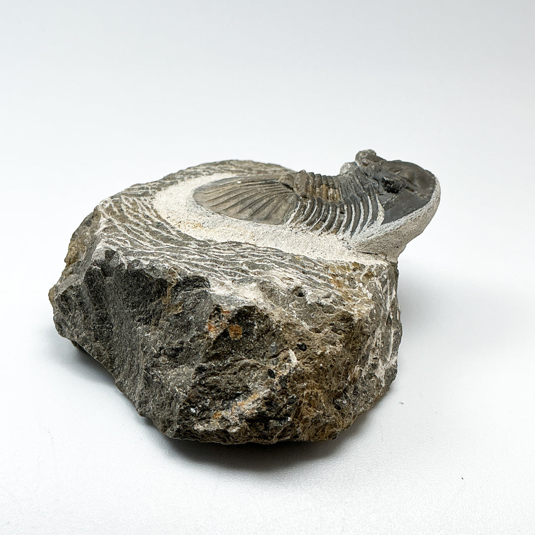 Trilobite Scutellum Fossil