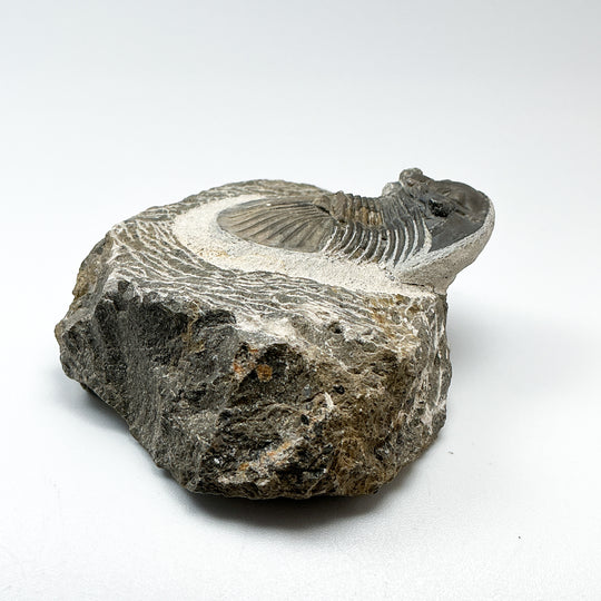 Trilobite Scutellum Fossil
