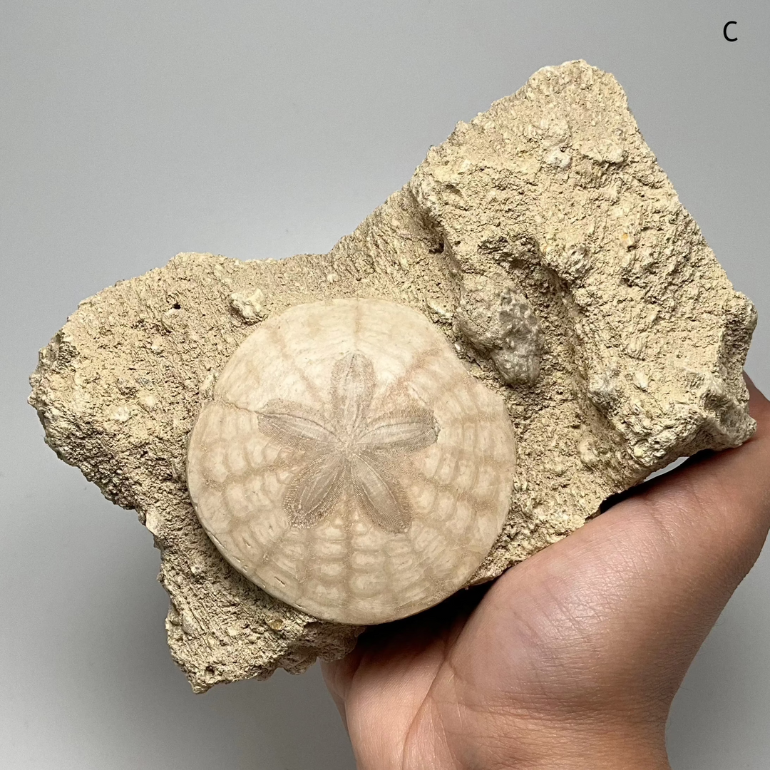 Sand Dollar Fossil in Matrix - Rocks and Gems Canada