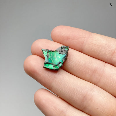 Ammolite Specimen at $39 Each