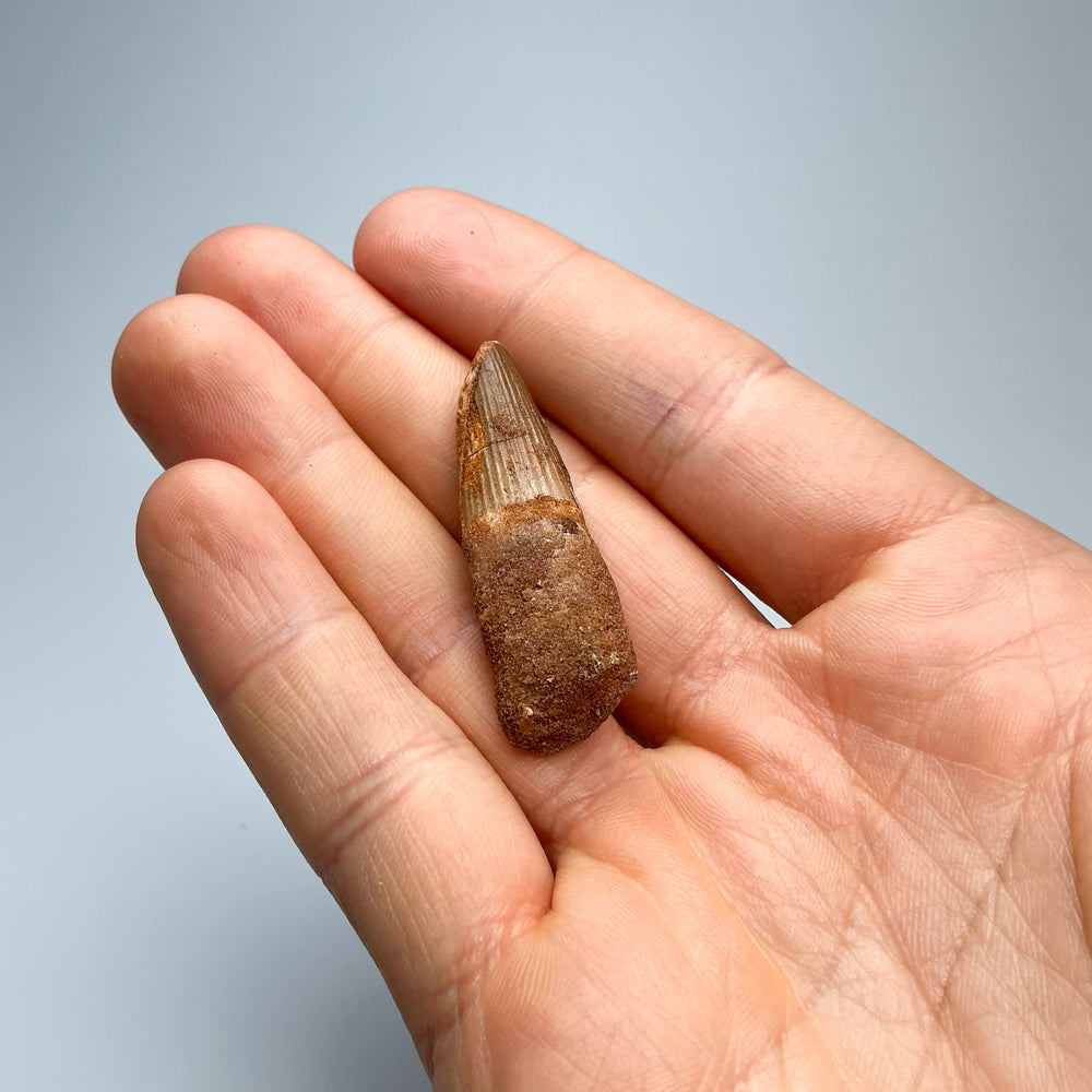 Fossilized Spinosaurus Tooth Specimen