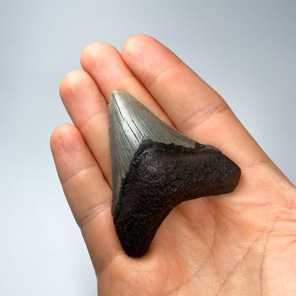 Fossilized Shark Tooth Specimen: Carcharodon Megalodon